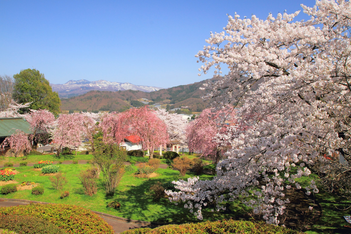 月岡公園の桜