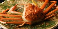 福井で味わうカニの王様♪「越前ガニ」の美味しいお店6選