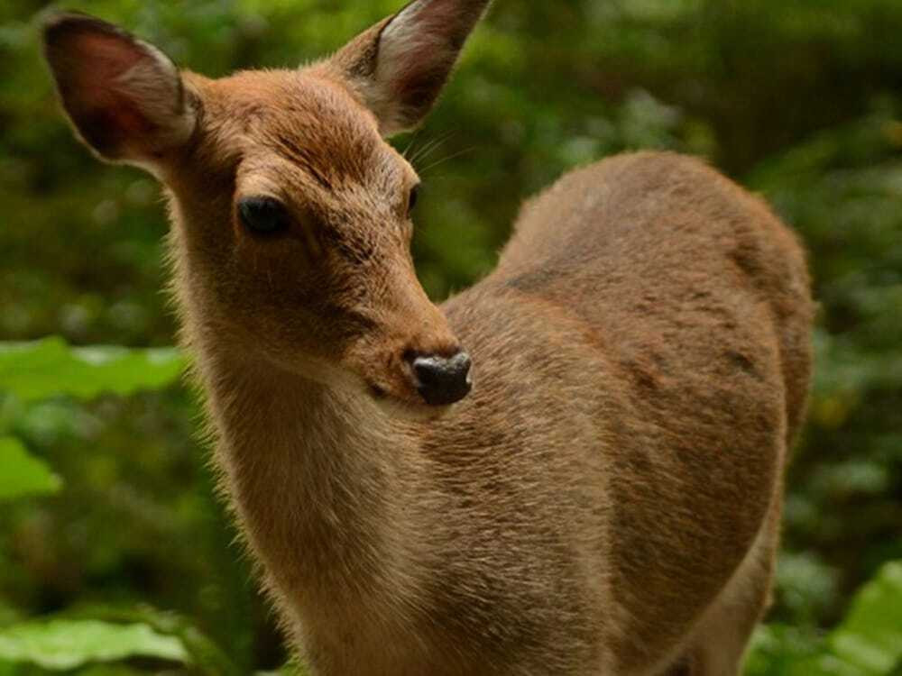 ハイキング