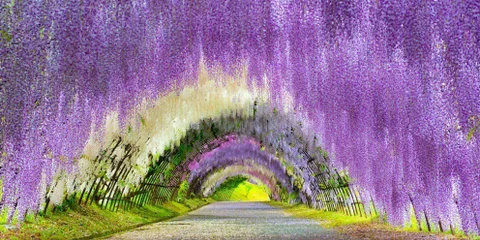 西日本 藤の花の優美な優しさに包まれる絶景スポット8選 Icotto イコット