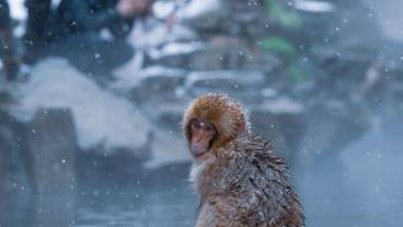 スノーシュー / 4