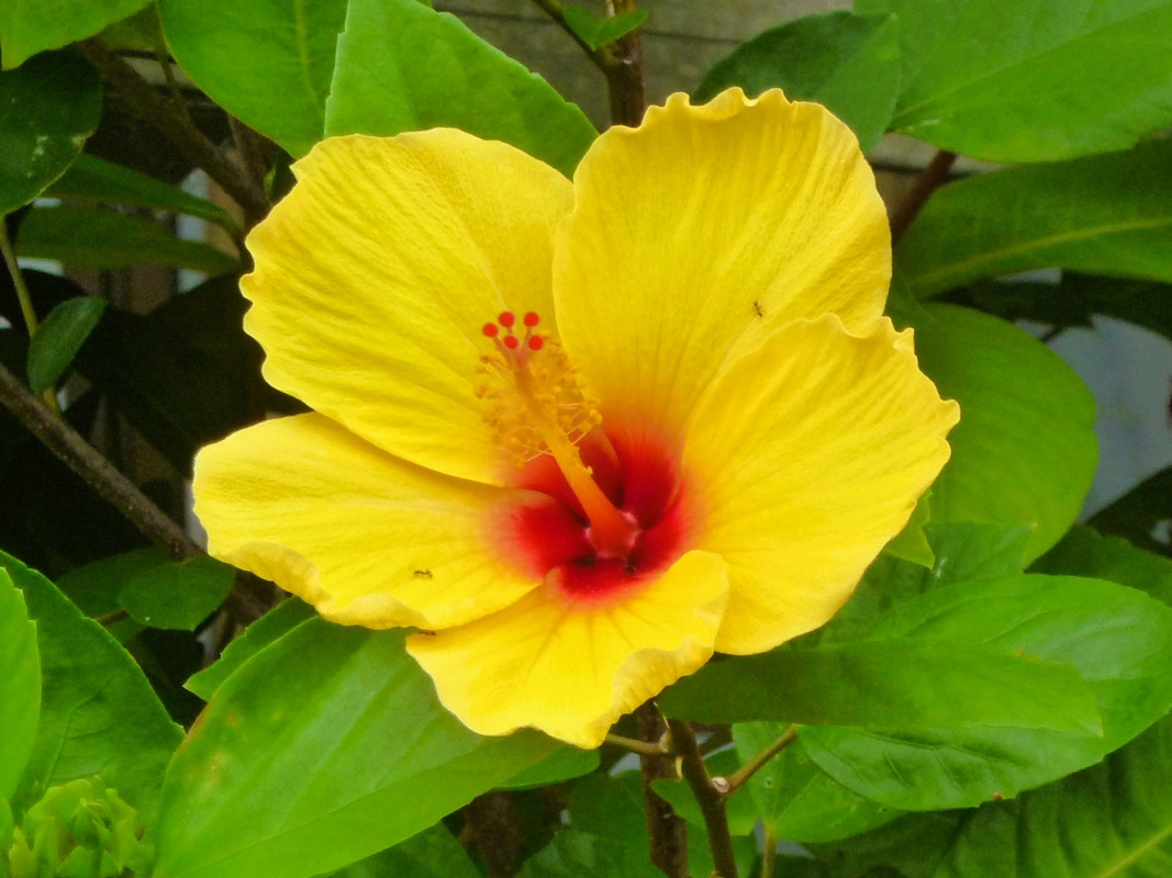 ハイビスカスが咲いてる