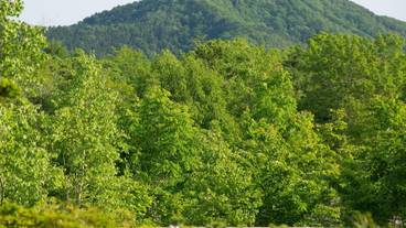 マウンテン ビュー / 14