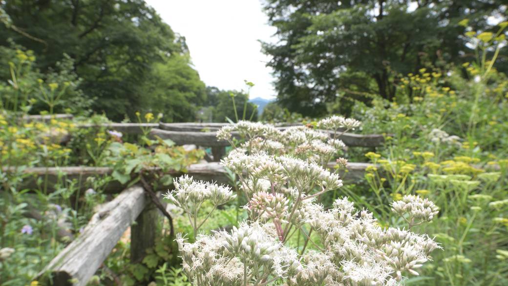 萌木の村の自然(2) / 2