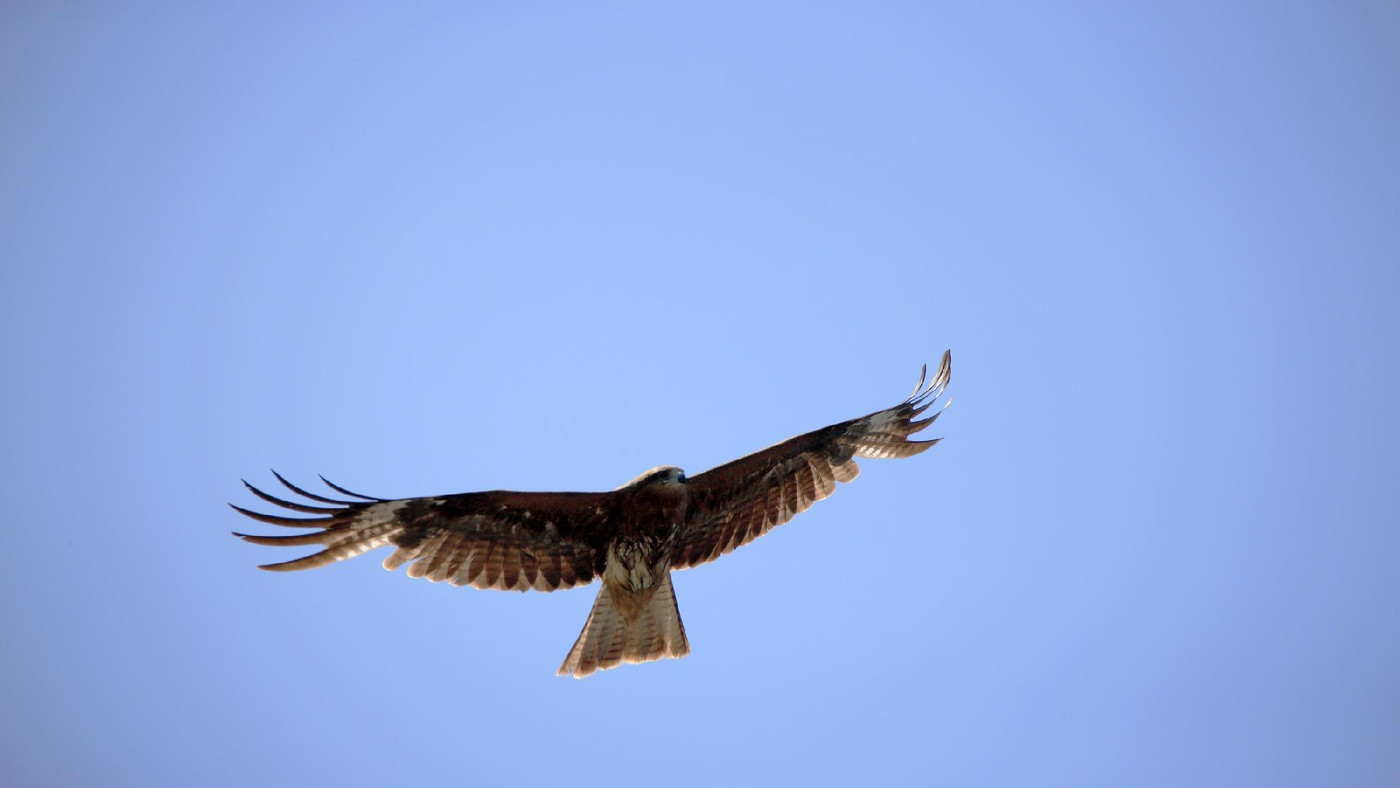 たくさんの“とんび”を見られる！3385609