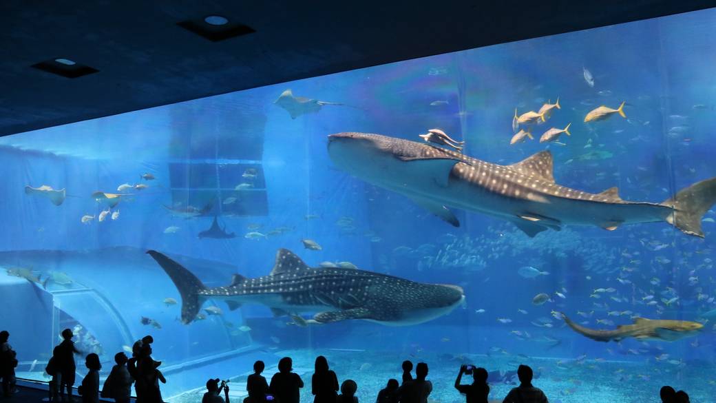沖縄美ら海水族館のジンベエザメ / 3