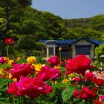 カップルで心が華やぐバラの名所へ♡神奈川「鎌倉文学館」
