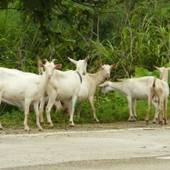 ホテルピースアイランド竹富島（沖縄県 リゾートホテル） / 4