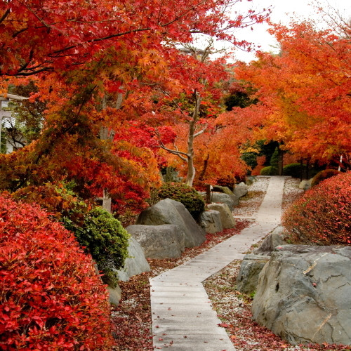 紅葉が見頃の庭園