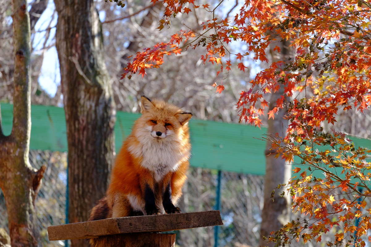  宮城蔵王キツネ村
