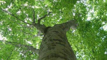 マウンテン ビュー / 26