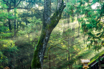 Ise Jingu Inner Shrine Morning Light