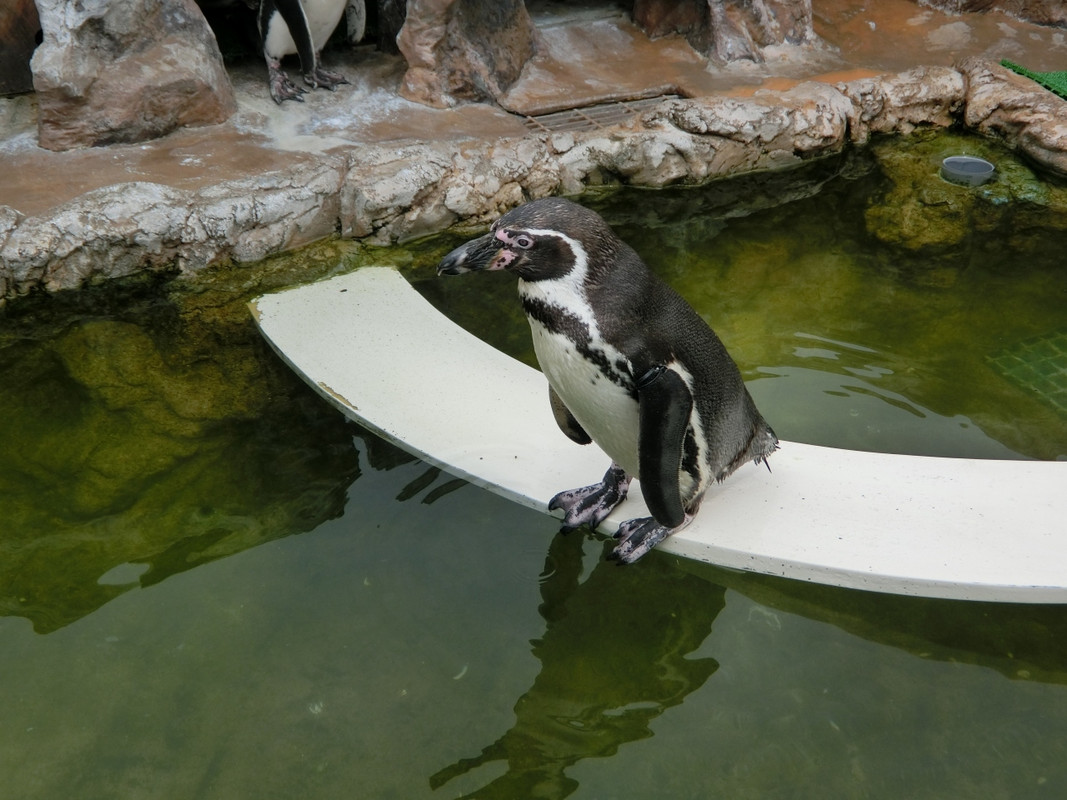 かわいいペンギンがいます
