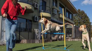 ペット同伴可 / 13