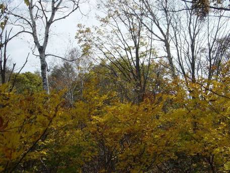 池の平温泉 パークロッヂ関根 / 3