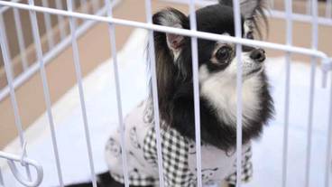 ペット同伴可 / 10