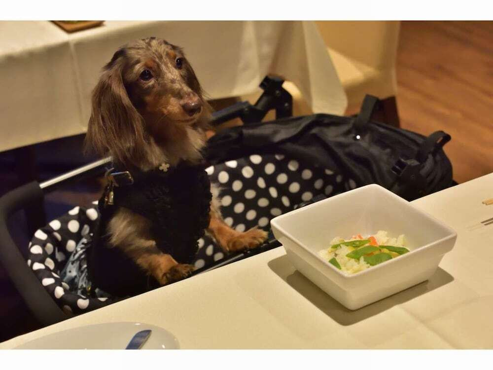 愛犬も家族とずっと一緒♪ペットファーストのホテル4051534