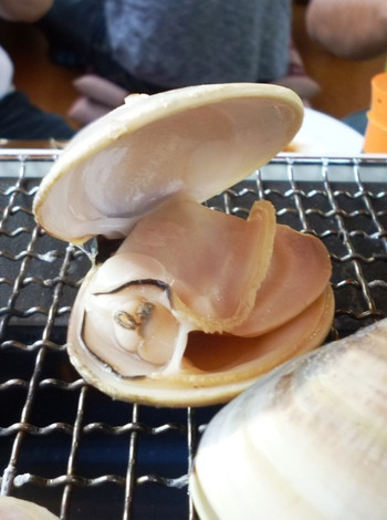 「いさりび食堂」料理 679110 焼き蛤（本貝）2014/04