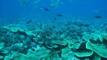 プロ ショップ / 2