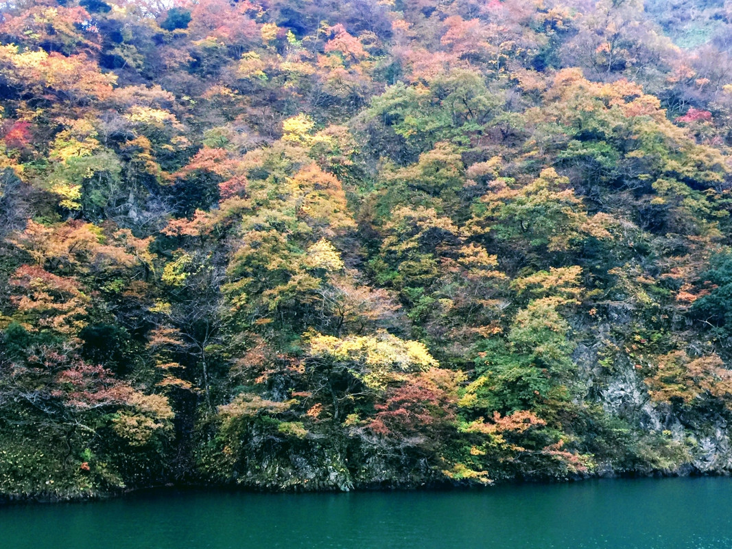 桜のお部屋から見た庄川対岸です。