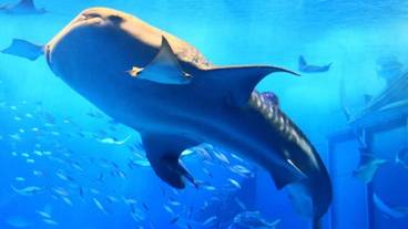 子供向けアクティビティ / 2