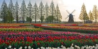 お花が1年中楽しめる♡千葉「あけぼの山農業公園」