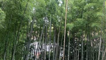 箱根小涌谷温泉 水の音(ハコネコワクダニオンセン ミズノト) / 2