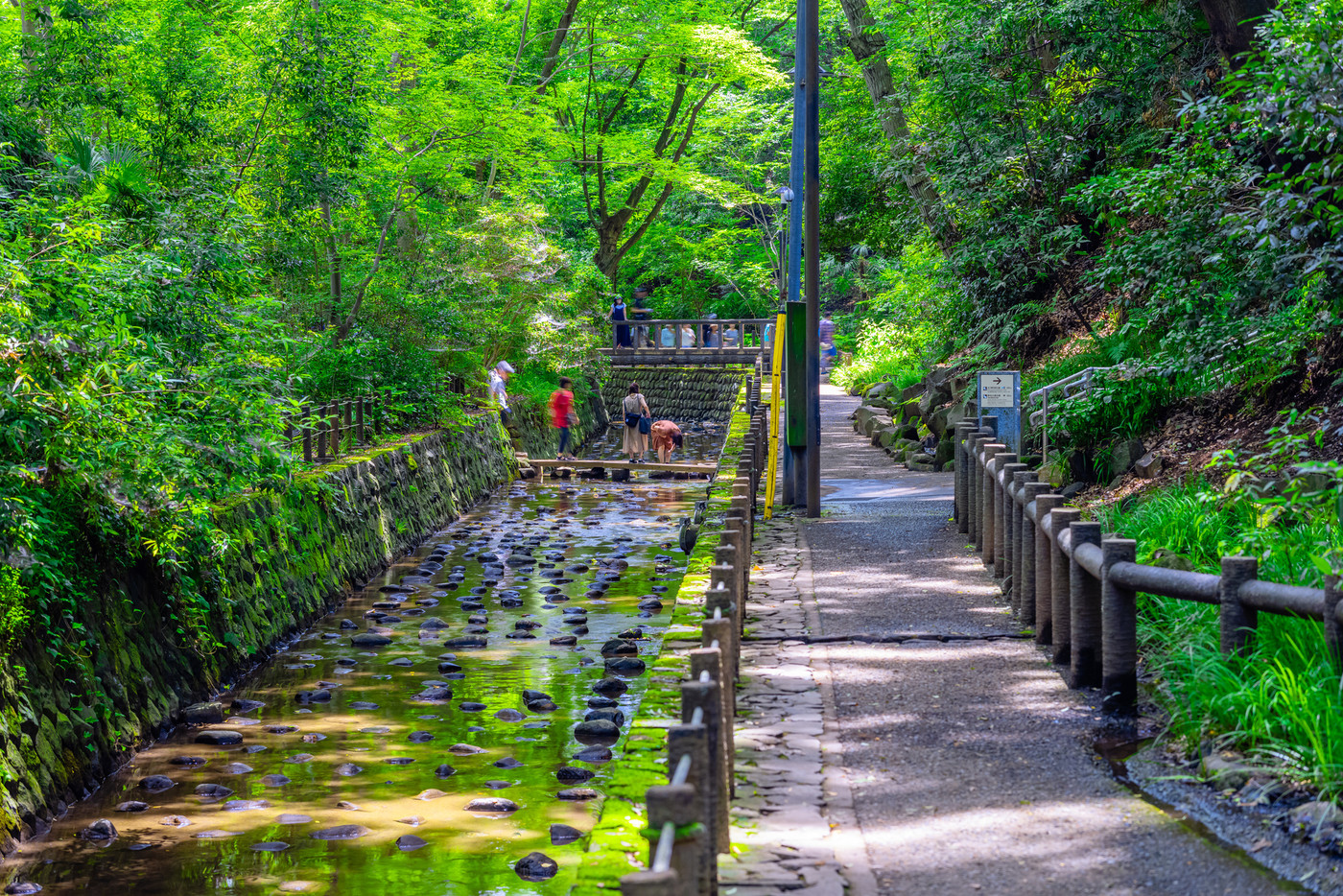 東京 夏の等々力渓谷