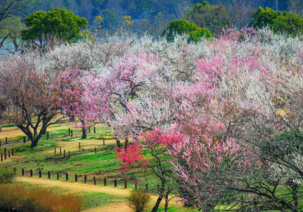 水戸市偕楽園にて