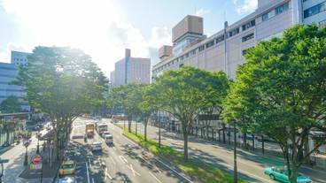 仙台駅前の街路樹 / 2