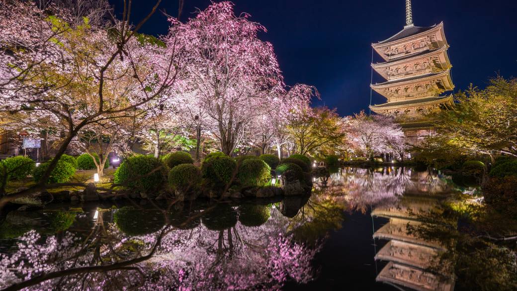 東寺(教王護国寺)の夜桜 / 1