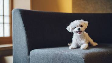 ペット同伴可 / 1