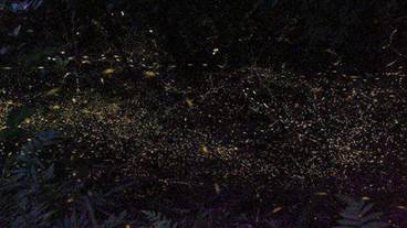 施設の敷地 / 12