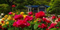 カップルで心が華やぐバラの名所へ♡神奈川「鎌倉文学館」