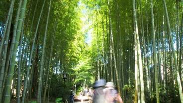 竹林の小径 / 1