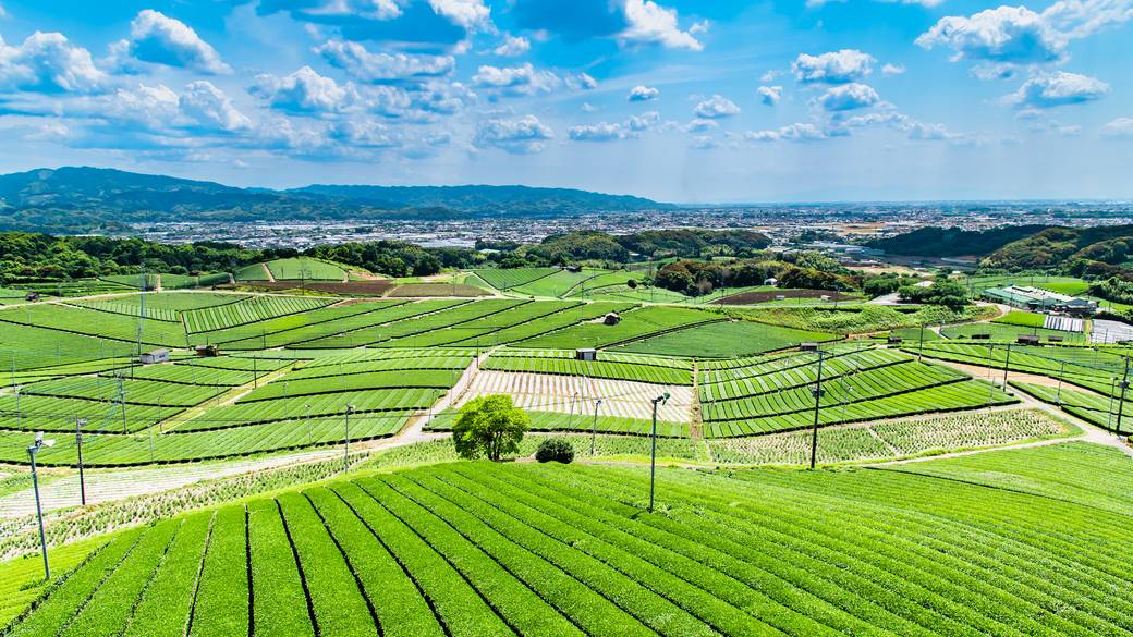 八女中央大茶園 / 1