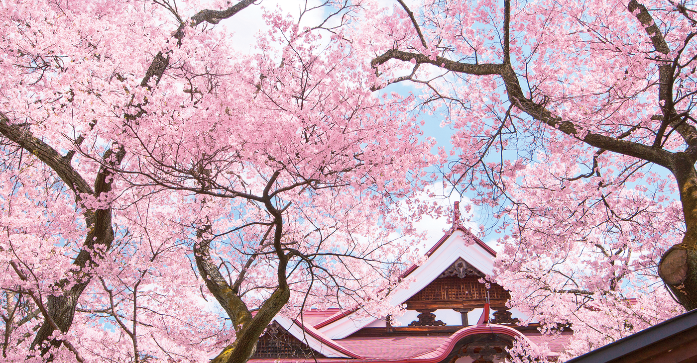 “天下第一の桜” とも称される「高遠城址公園」の貴重な桜1835151