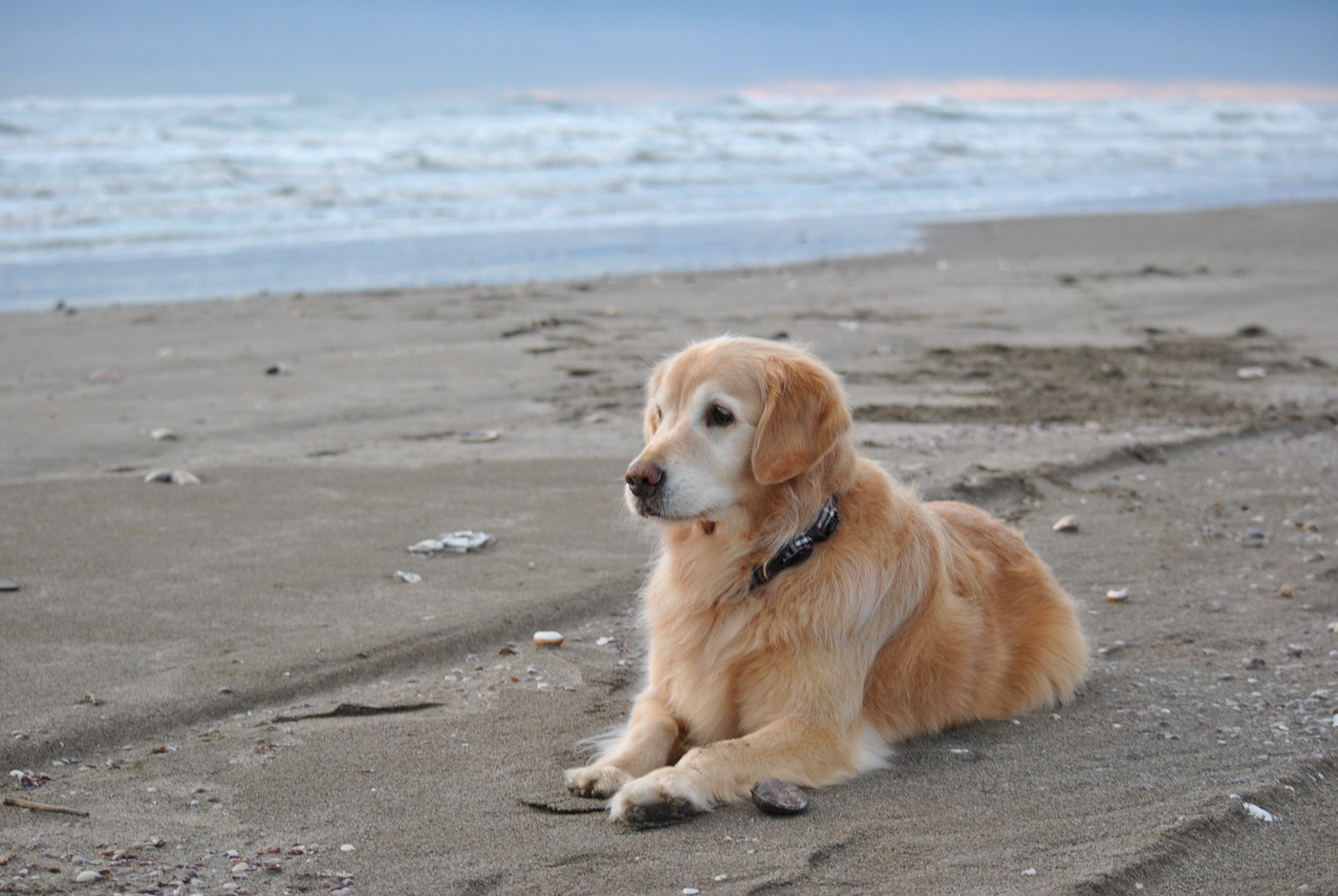 砂浜でおすわりする犬