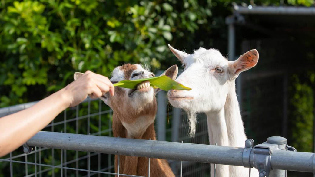 かりゆしの森 / 3
