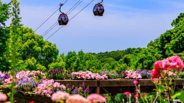 神戸布引ハーブ園・ロープウェイ / 5