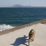 ネコに会える癒しの離島。「湯島」の観光&立ち寄りスポット10選/熊本・上天草