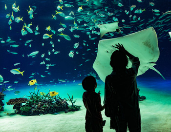2.特別展示が楽しい♪「サンシャイン水族館」1989693