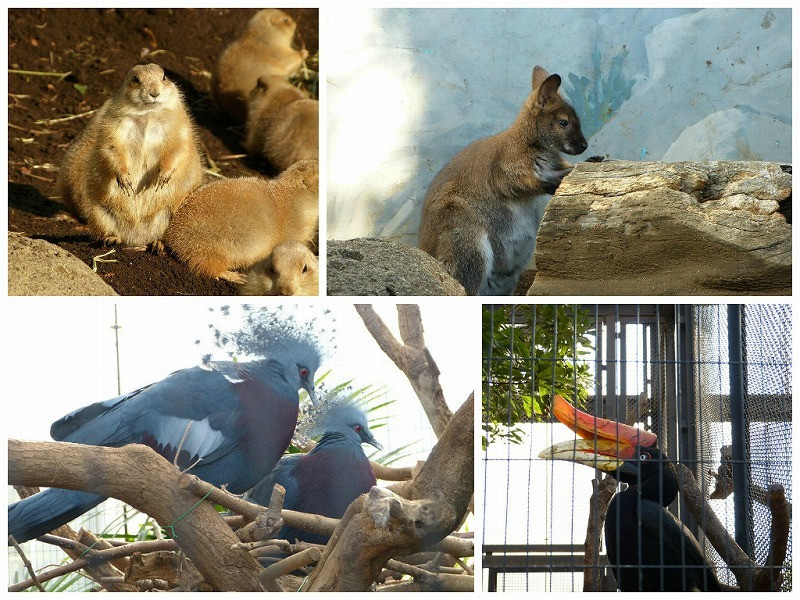 公園の中に動物園が！たくさん動物と触れ合いましょう3015273