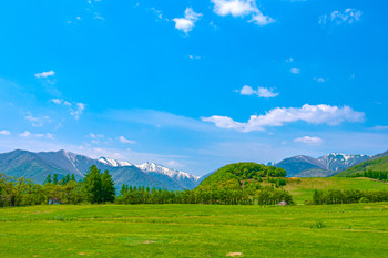 Fresh greenery in Hokkaido