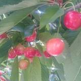 オウ ショウ カフェ(オウショウカフェ)