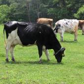 ペンション ペパーミントハウス（長野県 ペンション） / 2