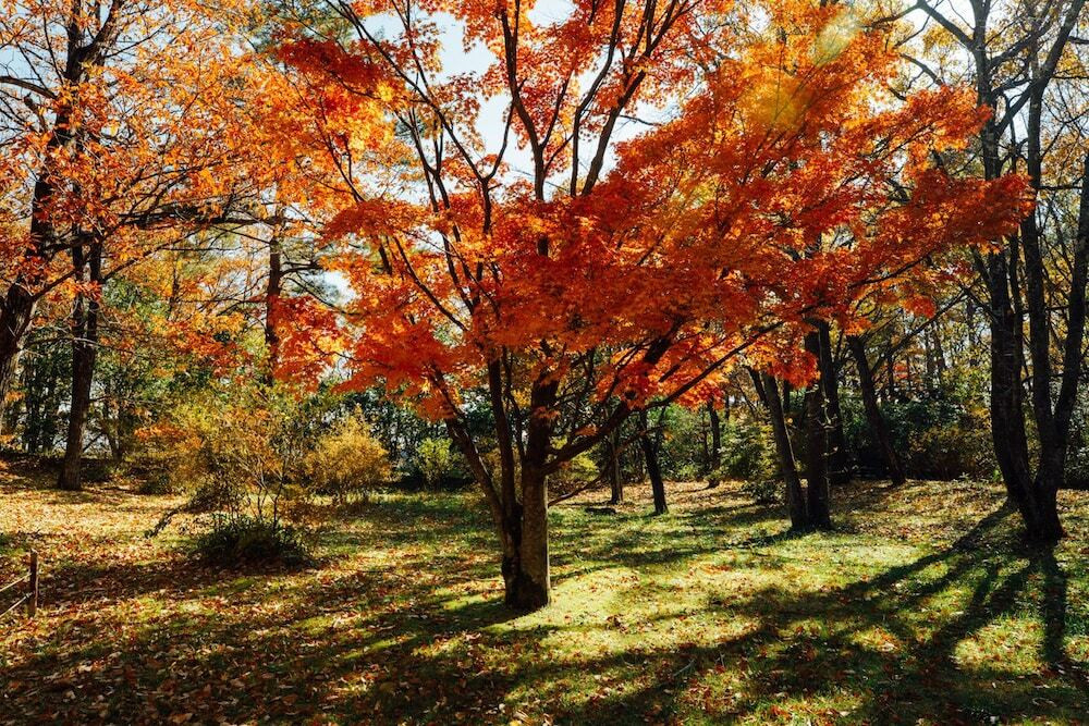 庭園①