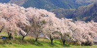 枝垂れ桜が見事！埼玉が誇る大自然「秩父」で楽しめる桜の名所10選