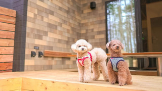 Rakuten STAY VILLA 富士河口湖の森/2LDKメゾネット [サウナ・テラス有] 禁煙【ペット可】