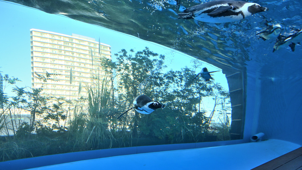 空飛ぶペンギンにアニメグッズに…「池袋」で目いっぱい遊ぼ！3942515